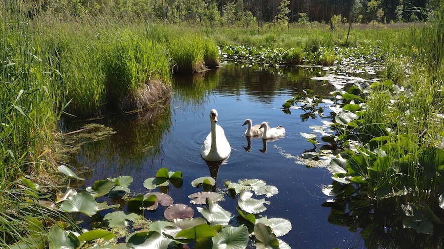 Swan family at Pokagon State Park
